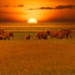 How Much Does a Mombasa Safari Cost