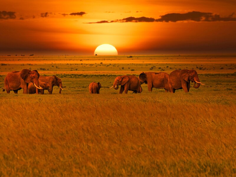 How Much Does a Mombasa Safari Cost