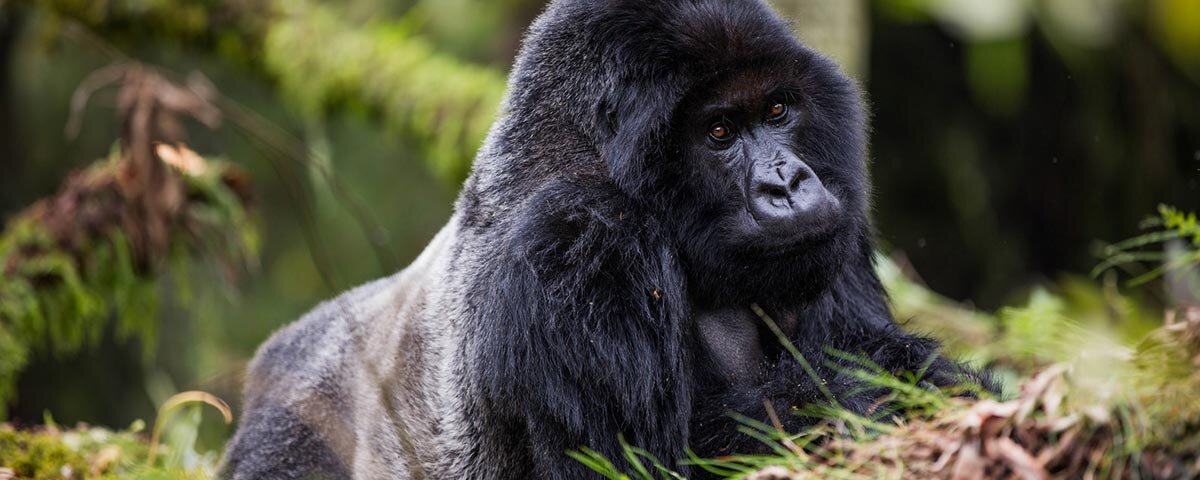 How Much Does a Rwanda Safari Cost