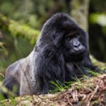 How Much Does a Rwanda Safari Cost