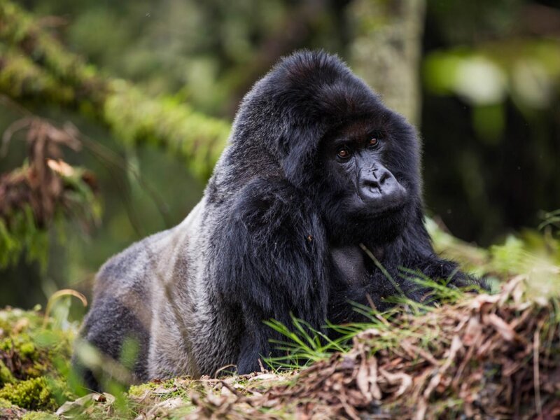 How Much Does a Rwanda Safari Cost