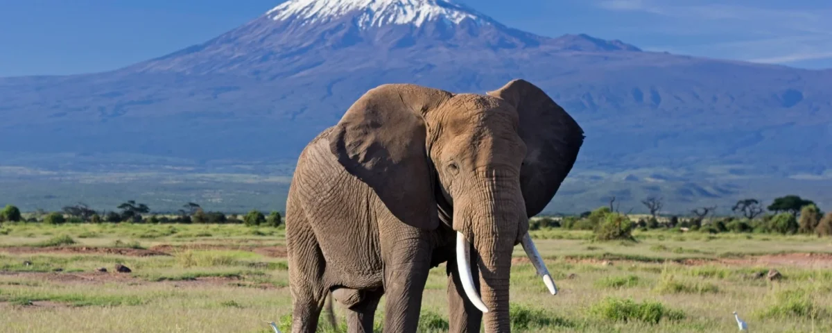 How Much Does an Amboseli Safari Cost