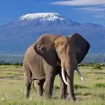 How Much Does an Amboseli Safari Cost