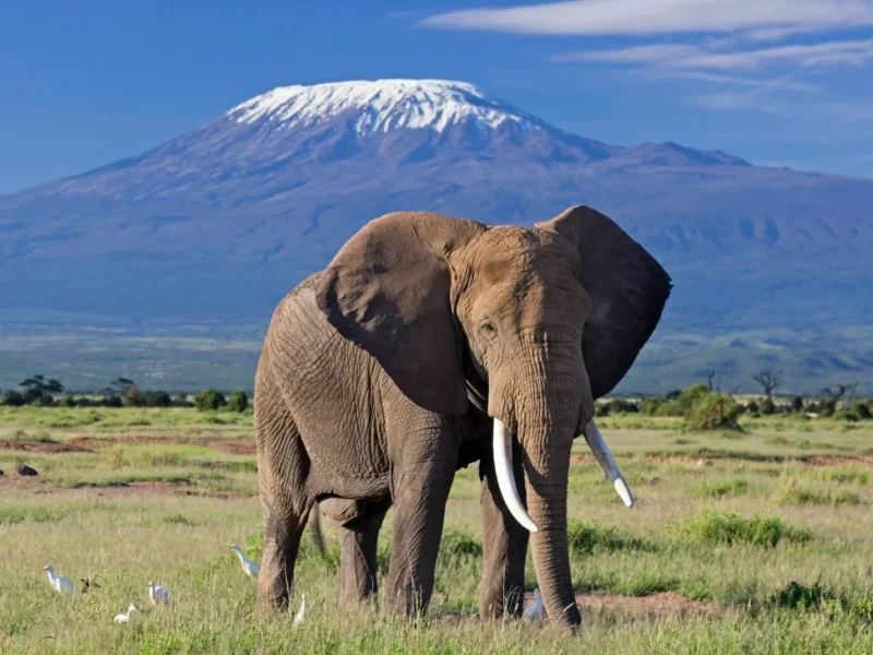 How Much Does an Amboseli Safari Cost