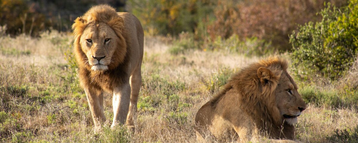 How Safe Are Rwanda Wildlife Safaris