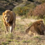 How Safe Are Rwanda Wildlife Safaris