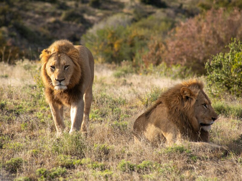 How Safe Are Rwanda Wildlife Safaris