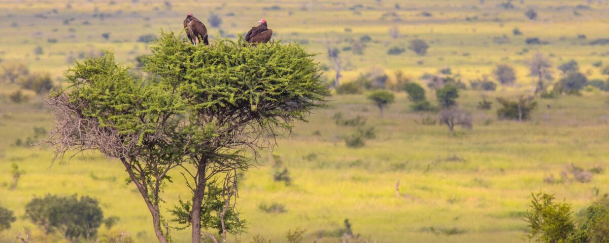 What Animals Live in Serengeti