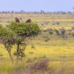 What Animals Live in Serengeti
