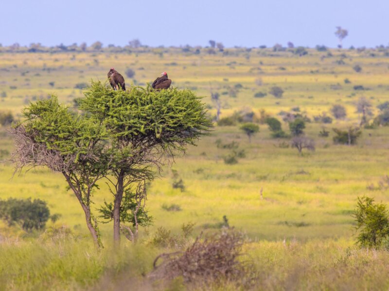 What Animals Live in Serengeti