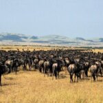 Is Kenya or Tanzania Better for Safari