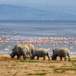 Is Lake Nakuru Worth Visiting
