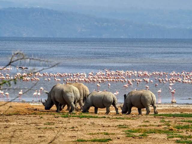 Is Lake Nakuru Worth Visiting