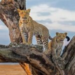 Is Meru National Park Worth Visiting