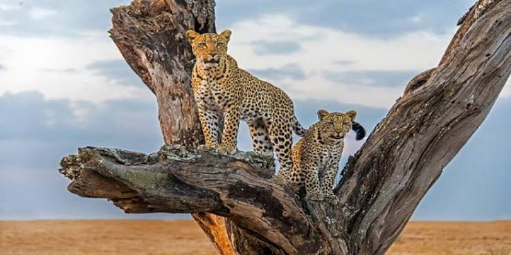 Is Meru National Park Worth Visiting