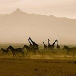 Is Ol Pejeta Conservancy worth visiting?