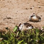 Is Rwanda Good for First Time Safari Travelers