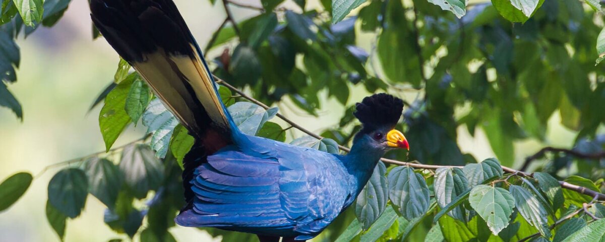 Is Rwanda good for birdwatching safaris