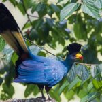 Is Rwanda good for birdwatching safaris