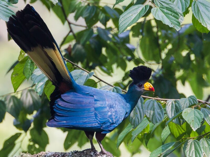 Is Rwanda good for birdwatching safaris