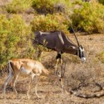 Is Samburu National Reserve Worth Visiting