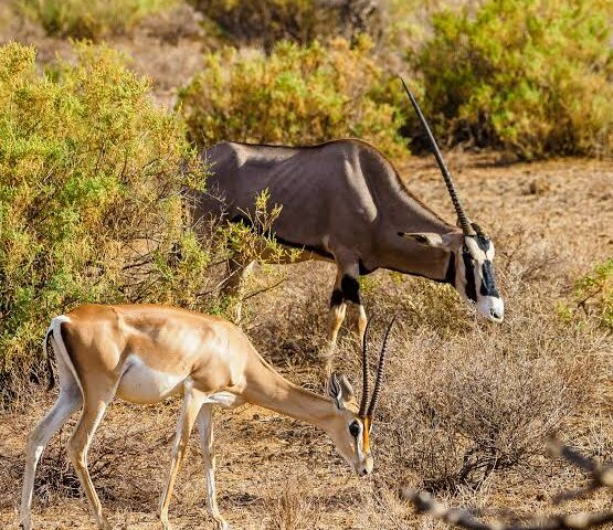Is Samburu National Reserve Worth Visiting