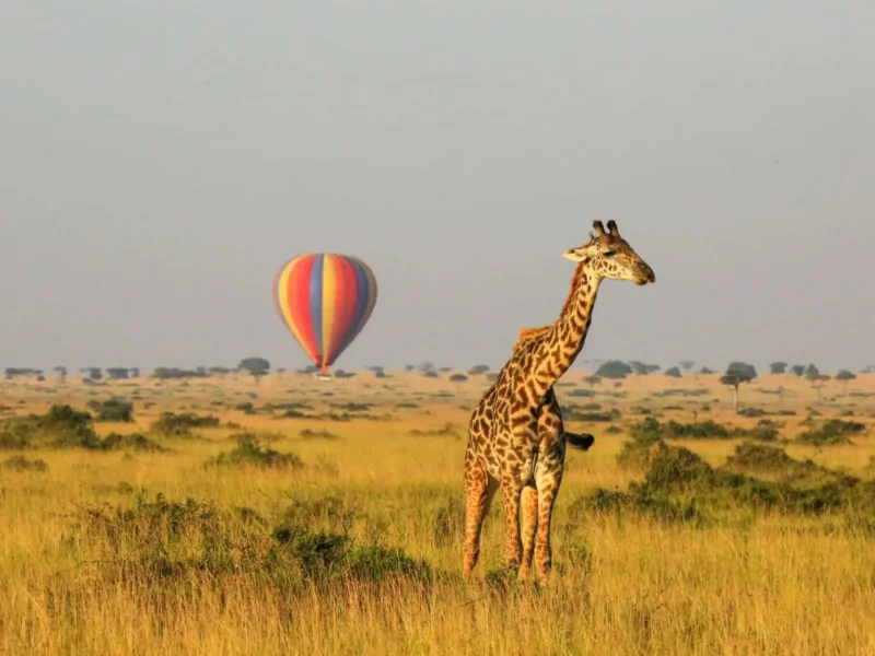 What Is Luxury Fly In Safari Tanzania