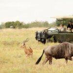 Which Safari Parks Are Easiest for Children?
