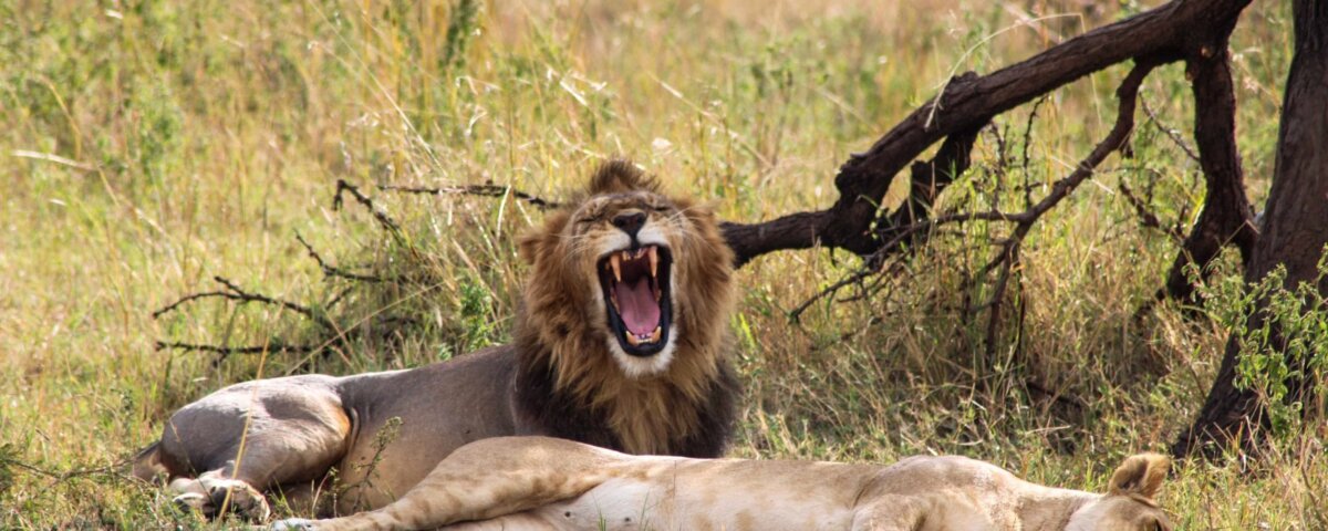 How Many Days Do You Need in Serengeti