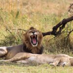 How Many Days Do You Need in Serengeti