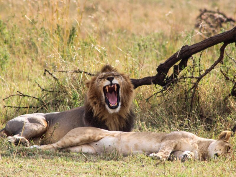 How Many Days Do You Need in Serengeti