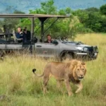 Which Luxury Safari Has Best Wildlife Viewing