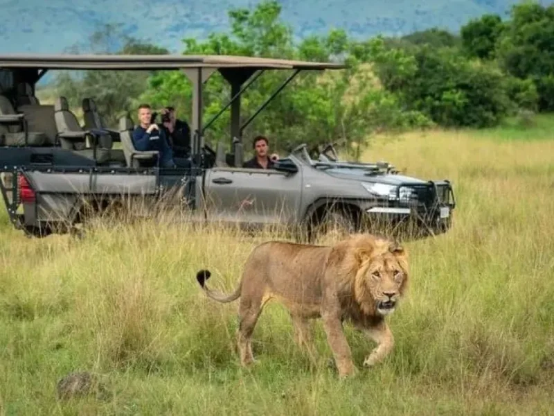 Which Luxury Safari Has Best Wildlife Viewing