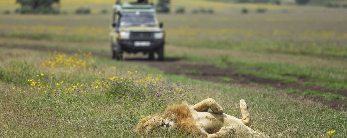 What Is the Entrance Fee for Ngorongoro