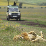 What Is the Entrance Fee for Ngorongoro