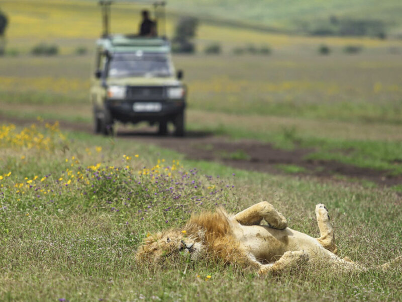 What Is the Entrance Fee for Ngorongoro