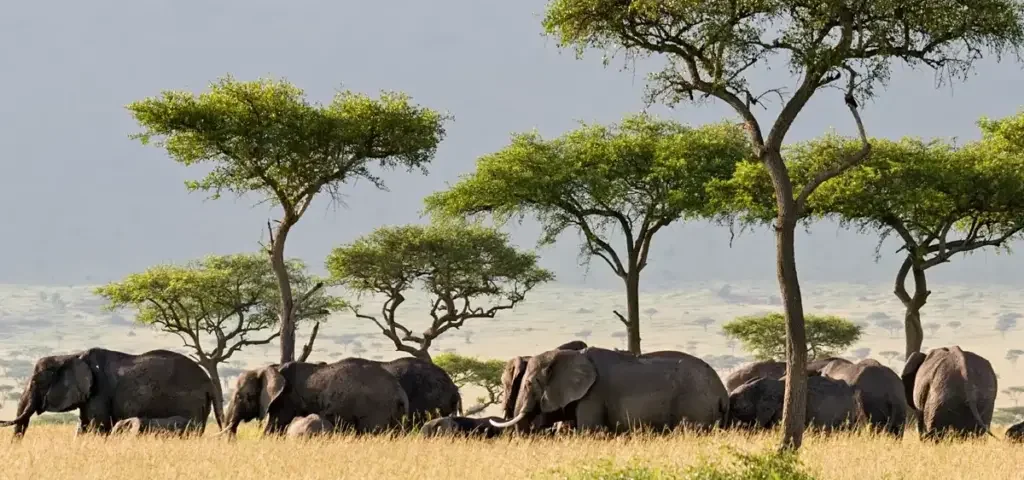 Can You See the Big Five in Serengeti