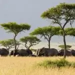 Can You See the Big Five in Serengeti
