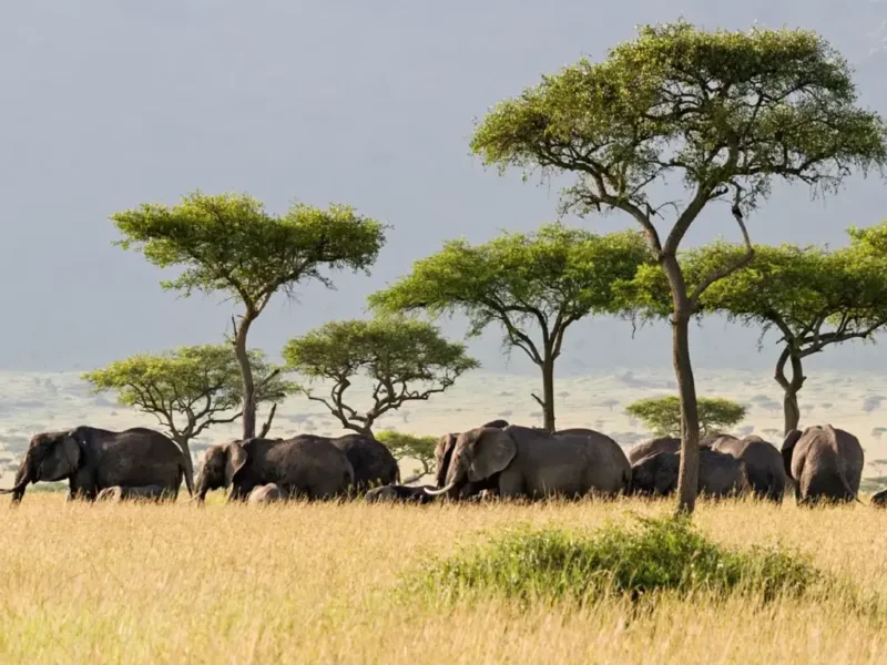 Can You See the Big Five in Serengeti