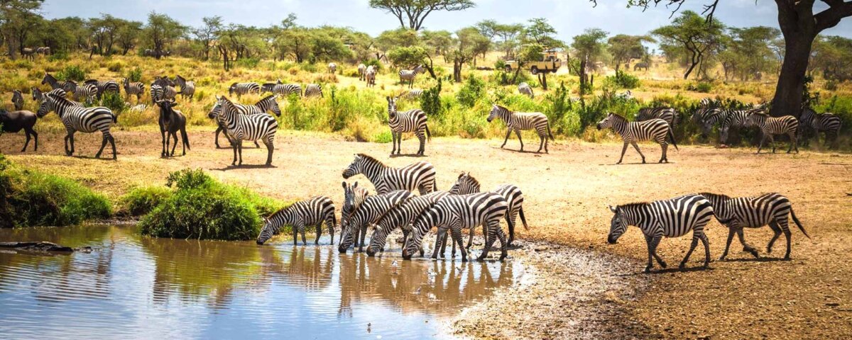 Which Month Is Best for Zanzibar and Safari