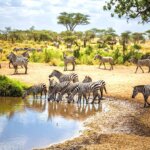 Which Month Is Best for Zanzibar and Safari