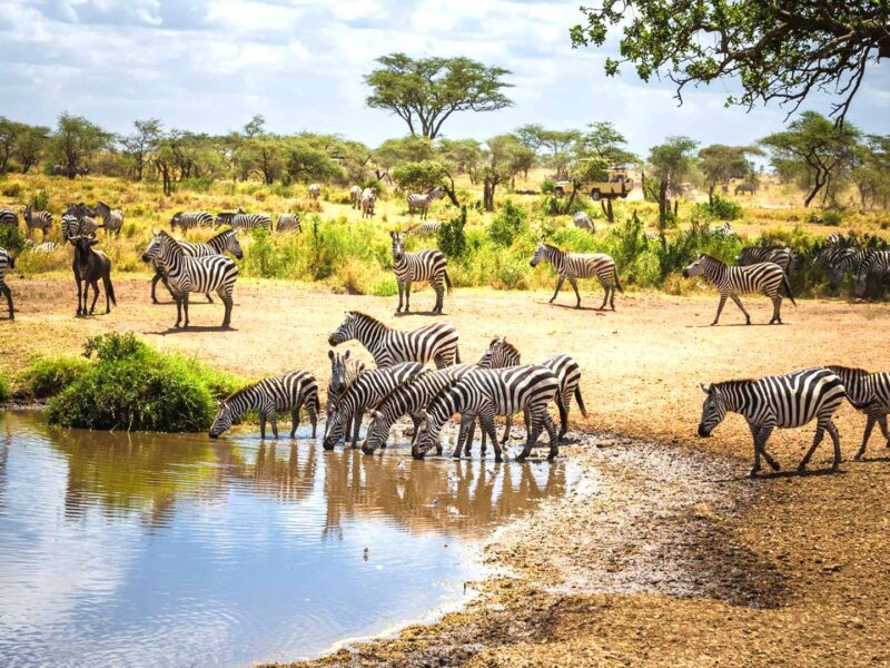 Which Month Is Best for Zanzibar and Safari