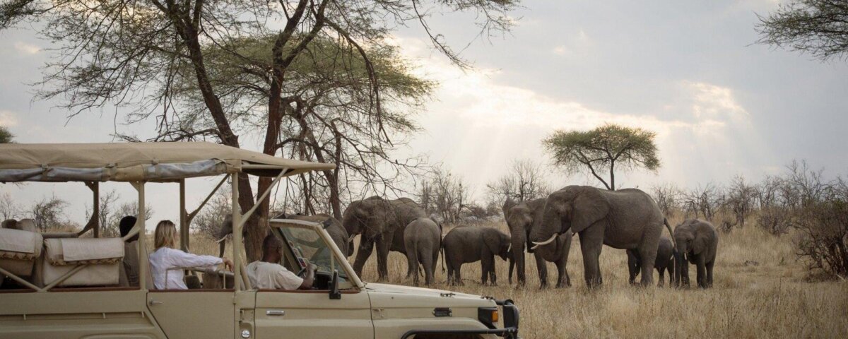 What Is Luxury Family Safari Tanzania