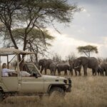 What Is Luxury Family Safari Tanzania