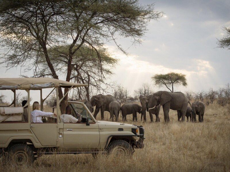 What Is Luxury Family Safari Tanzania