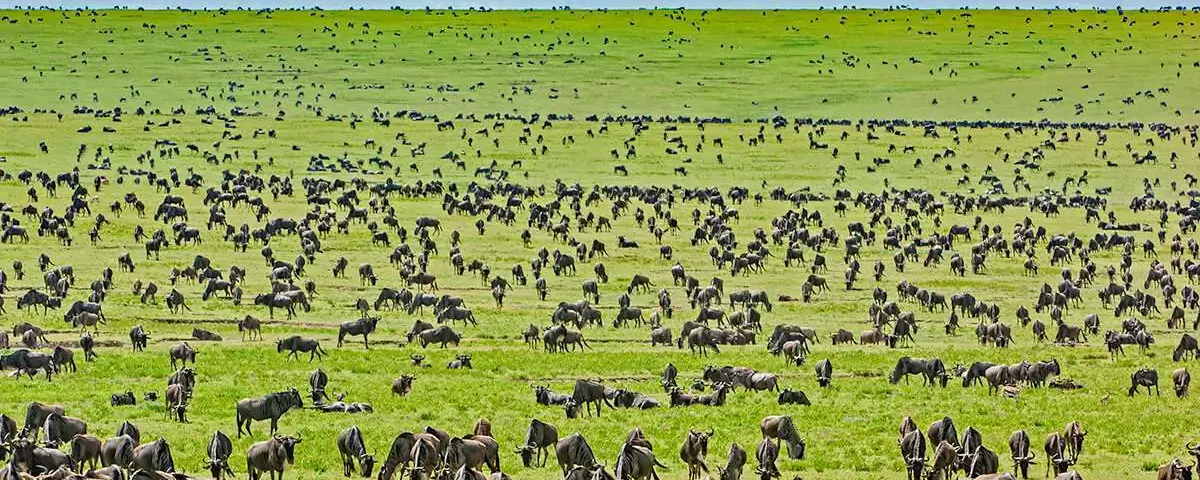 What Is Serengeti National Park Famous For
