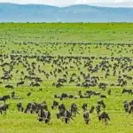 What Is Serengeti National Park Famous For