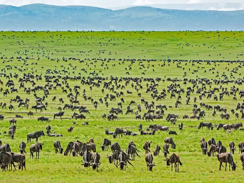 What Is Serengeti National Park Famous For