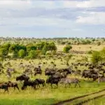 How Far Is Ngorongoro from Serengeti