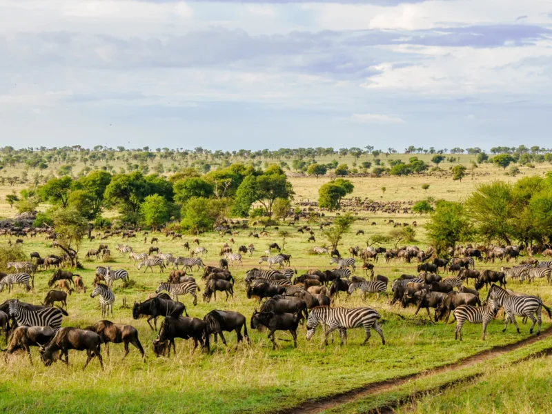 How Far Is Ngorongoro from Serengeti